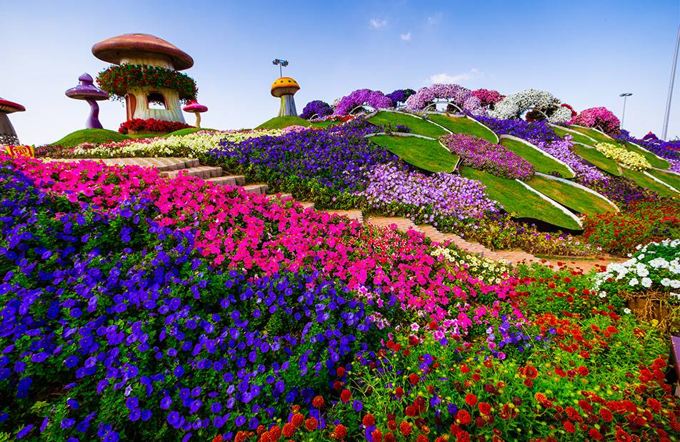 Dubai Miracle Garden: A Floral Wonderland